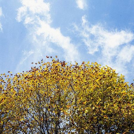 Cabana Mimosa Monte Verde  Eksteriør bilde