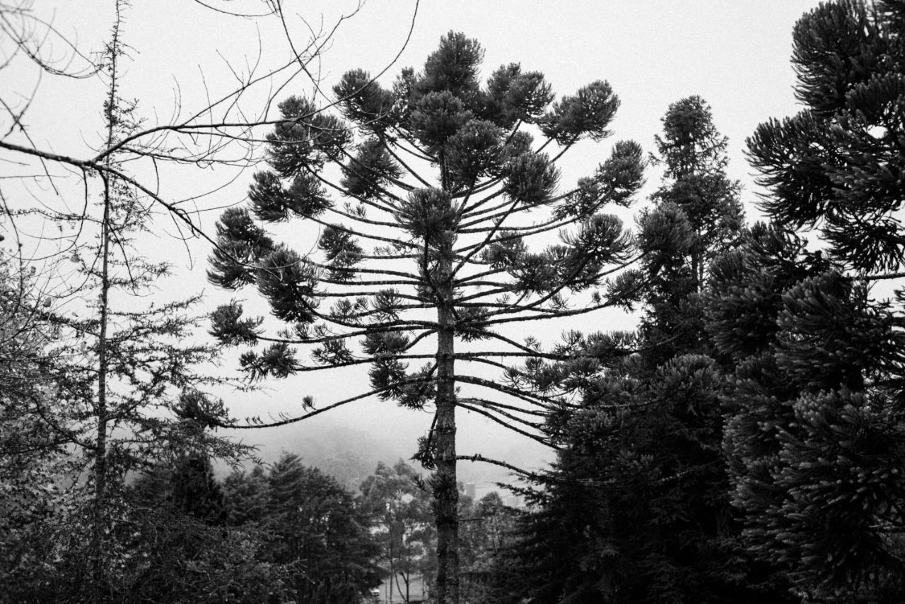 Cabana Mimosa Monte Verde  Eksteriør bilde
